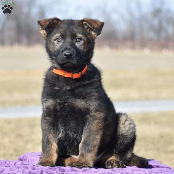 Josh, German Shepherd Puppy